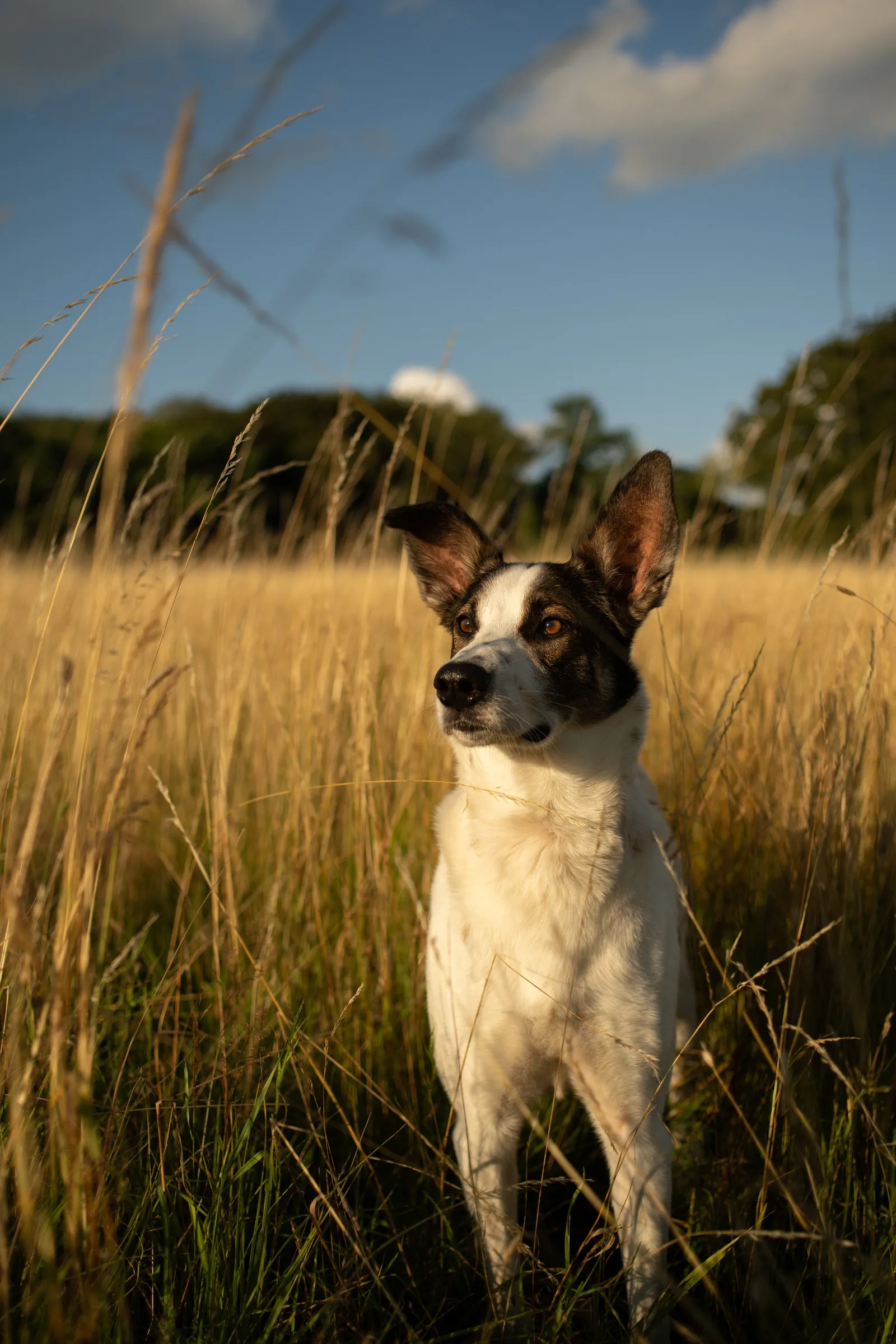Aylo im Feld in der Abendsonne