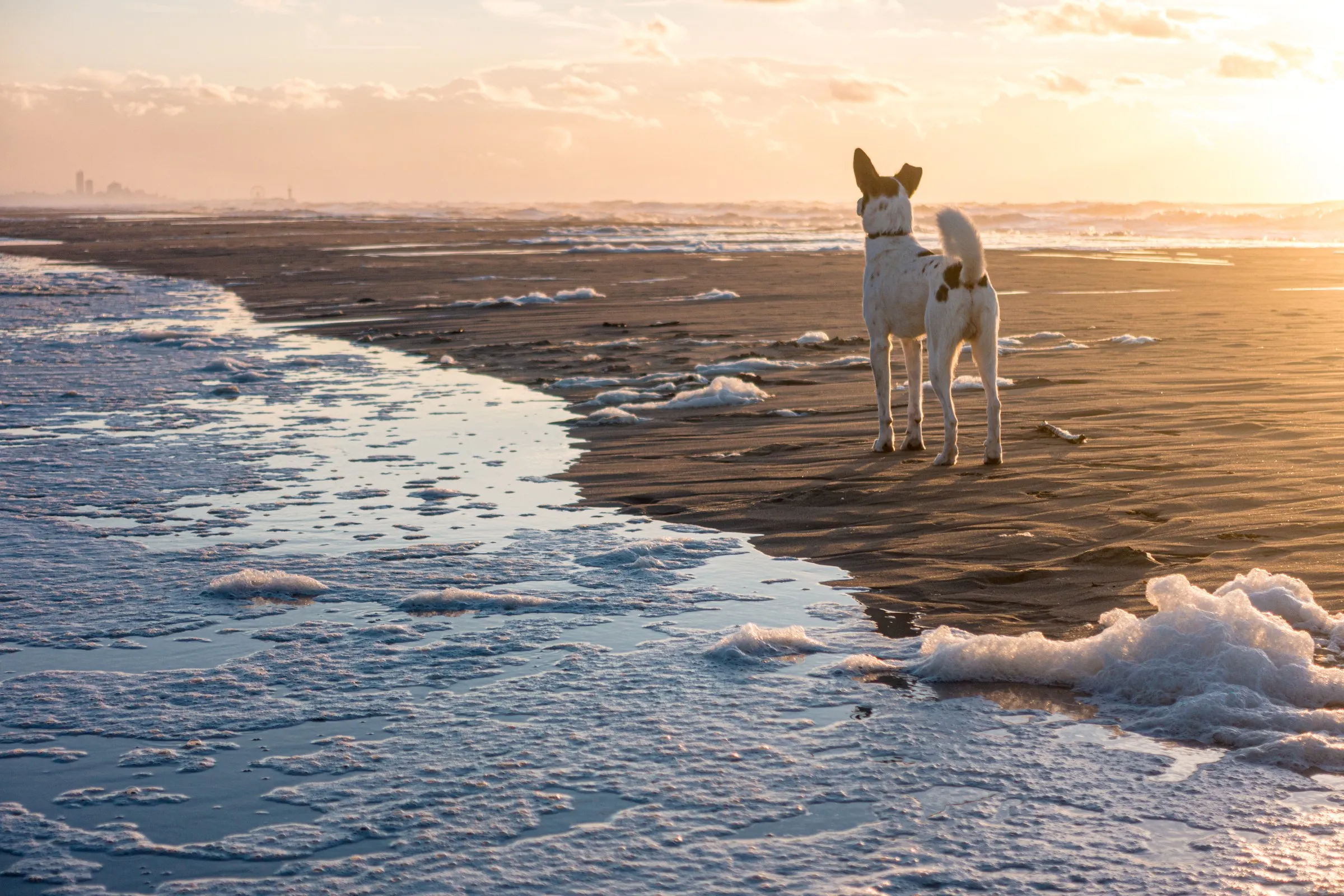 Hund mit Meerblick