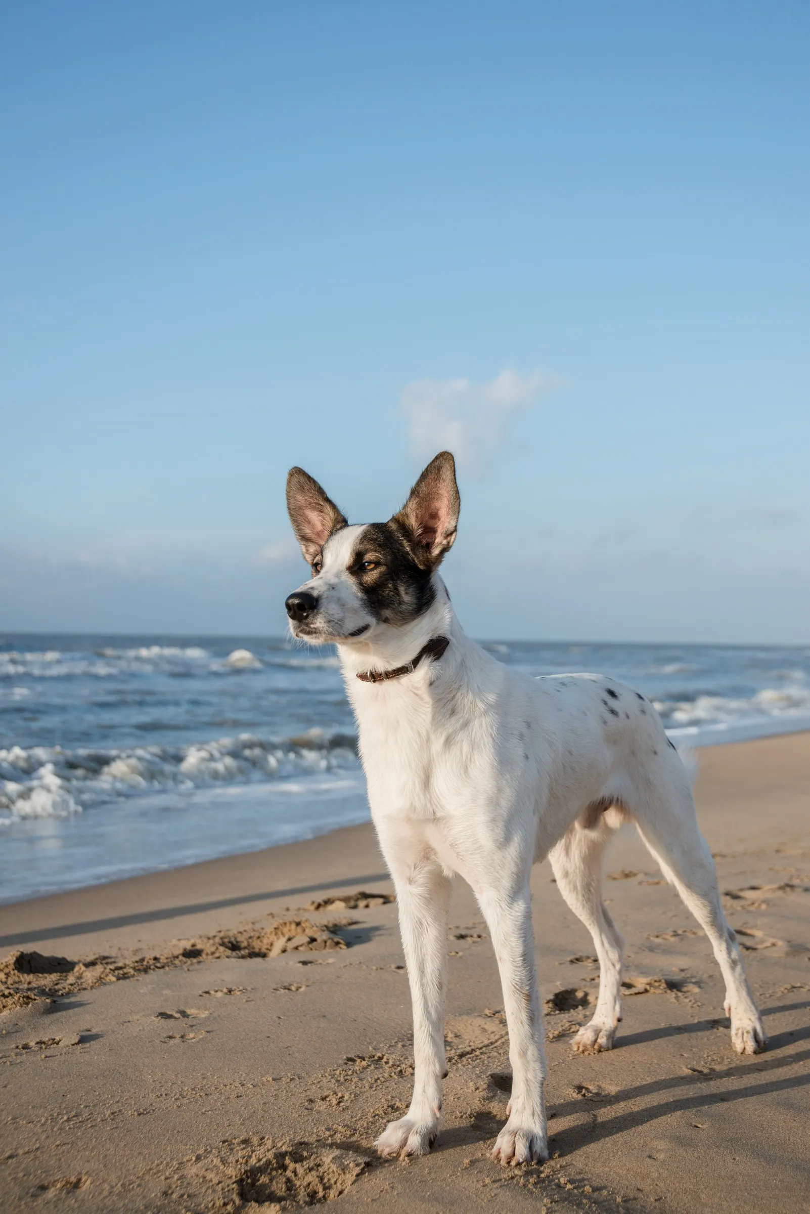Aylo am Strand