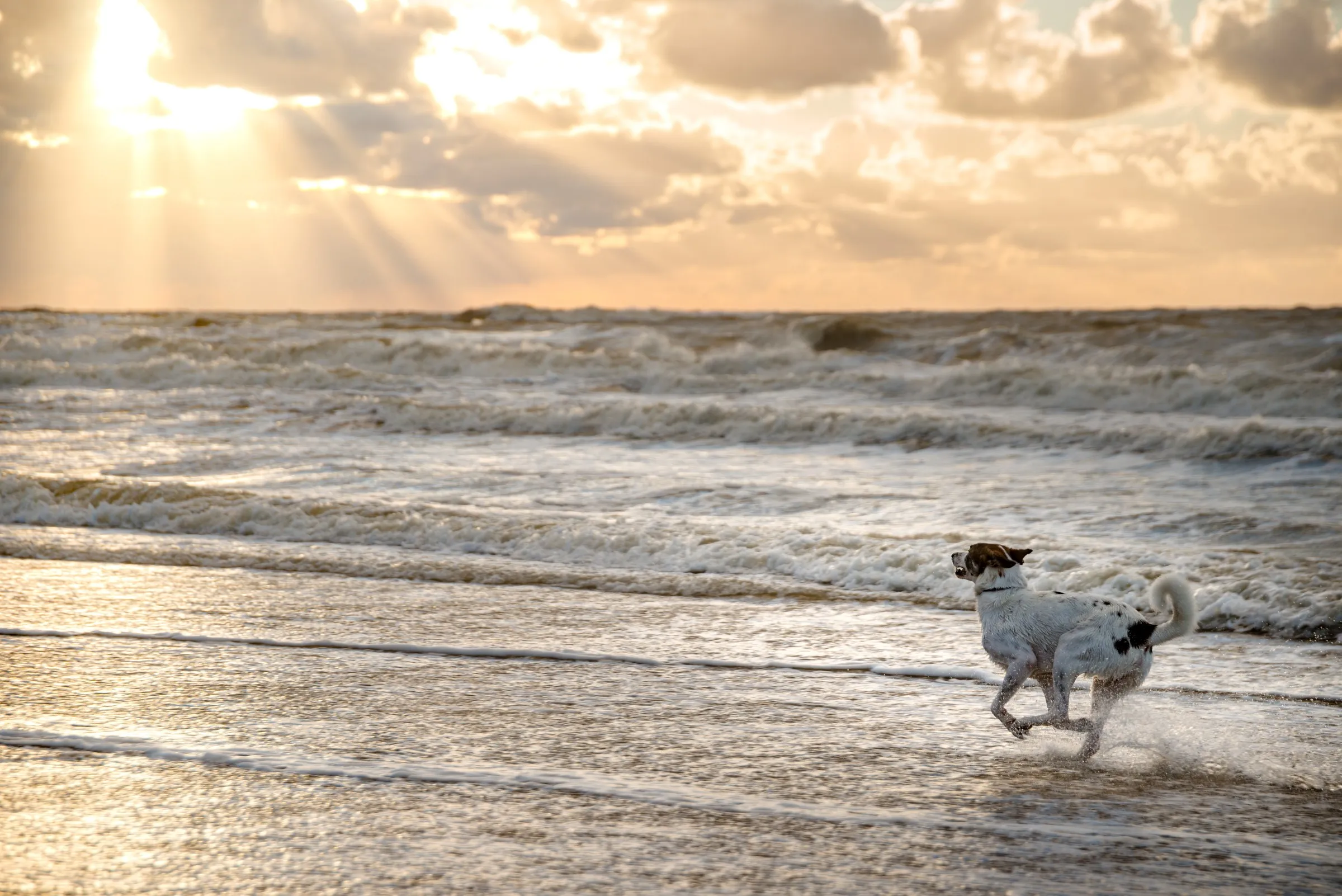 Hund am Strand im Sonnenuntergang