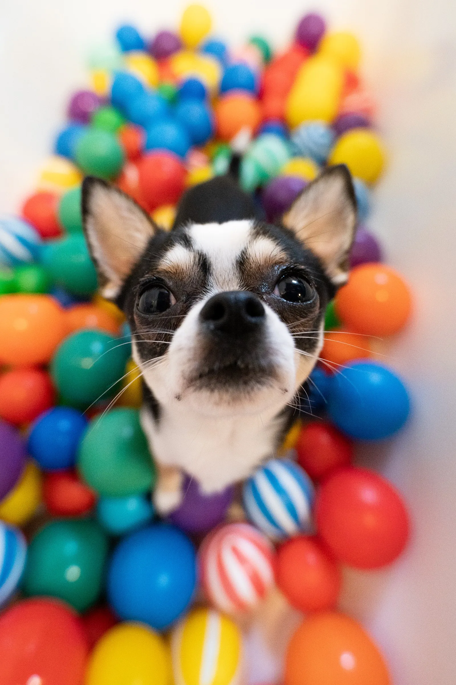 Chihuahua im Bällebad