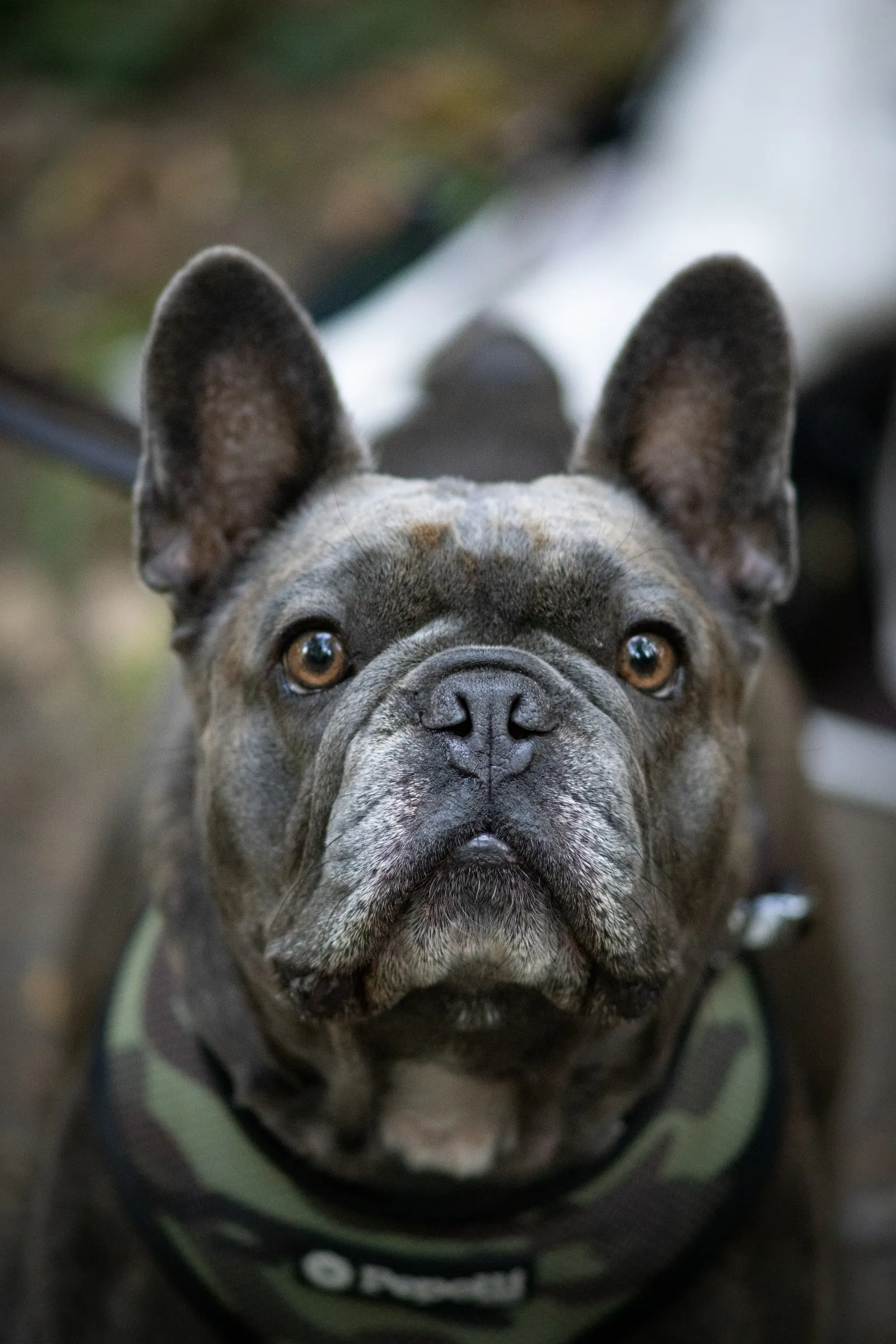 Französische Bulldogge im Portrait