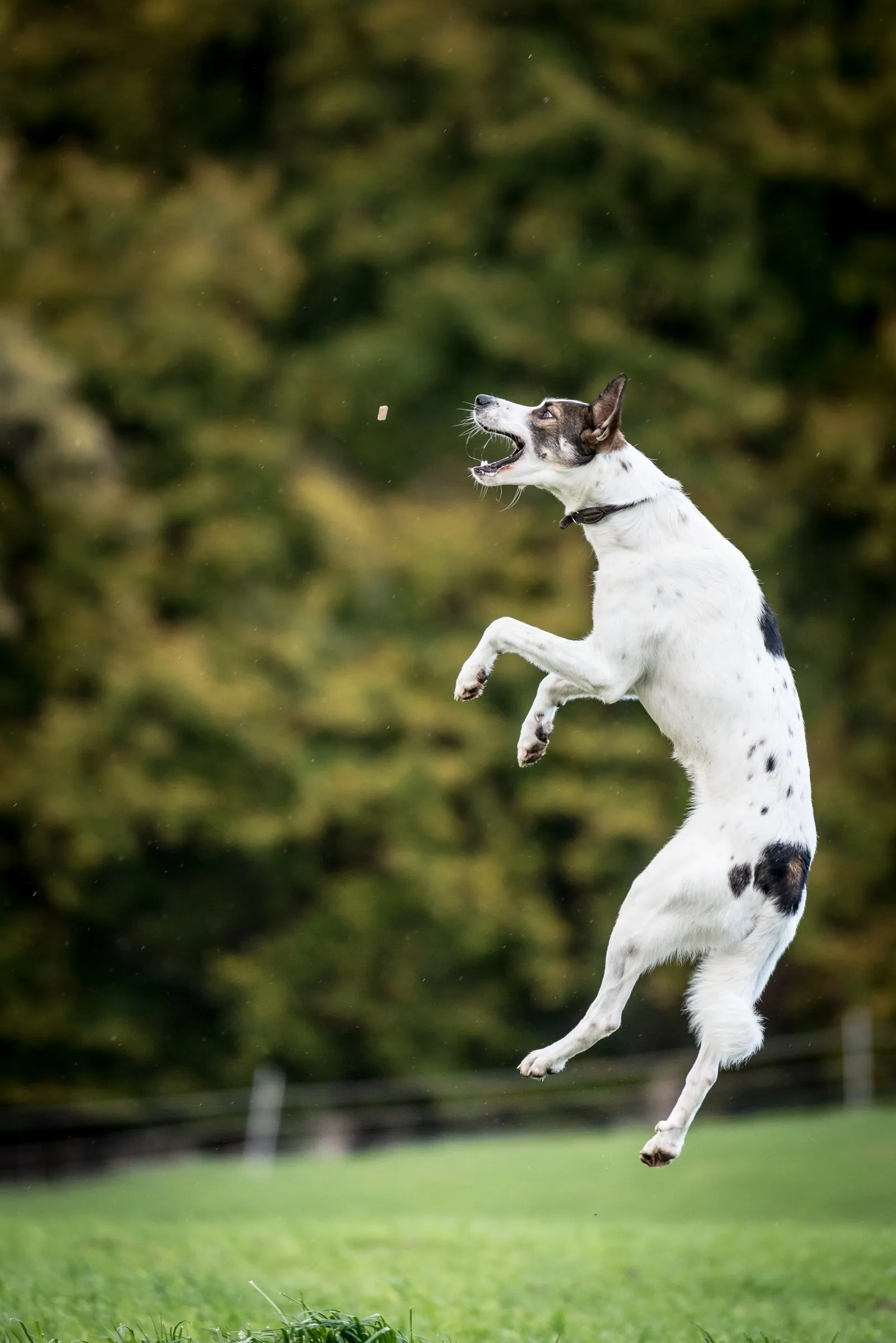 Springender Jack Russell