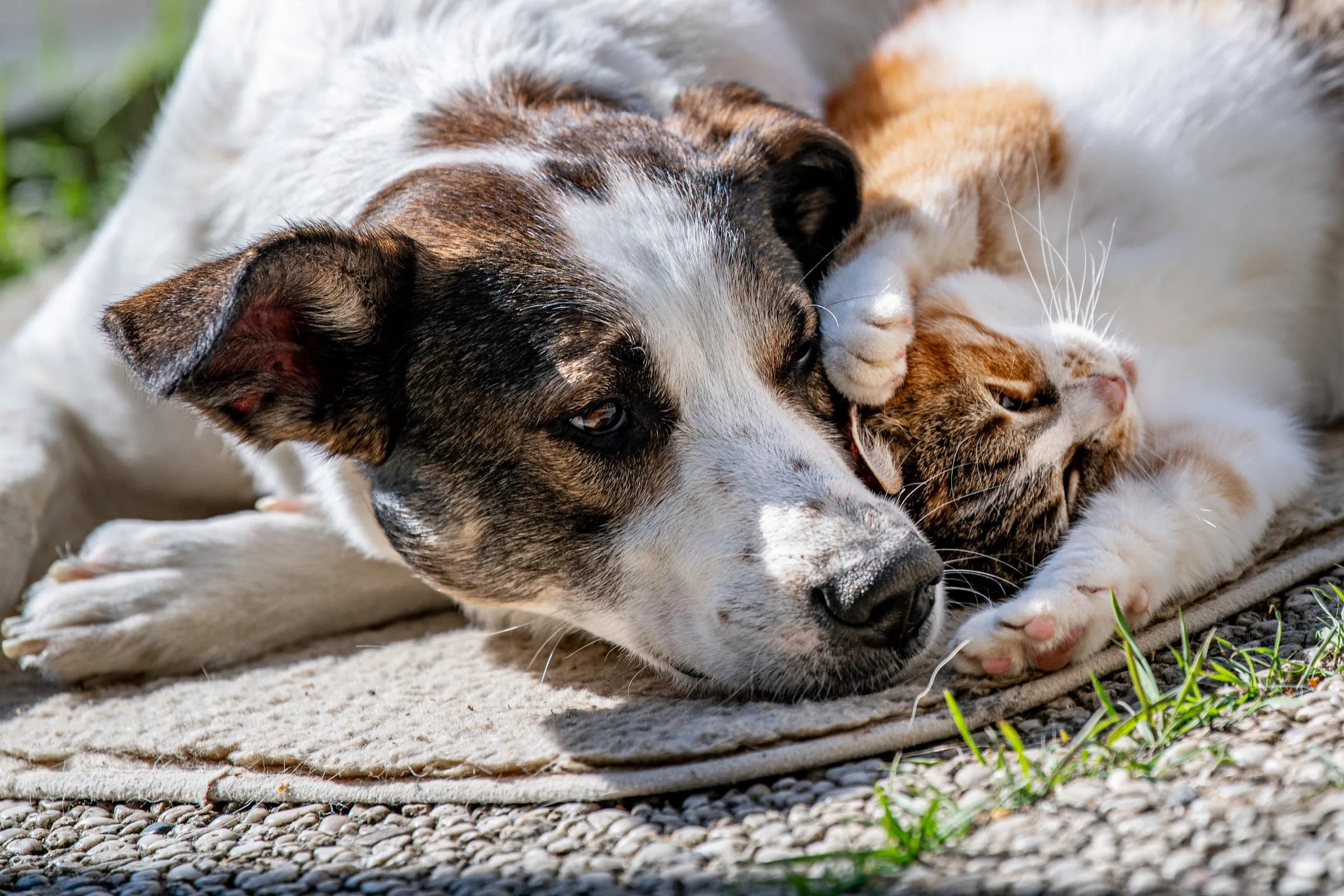 Hund und Katze nebeneinander