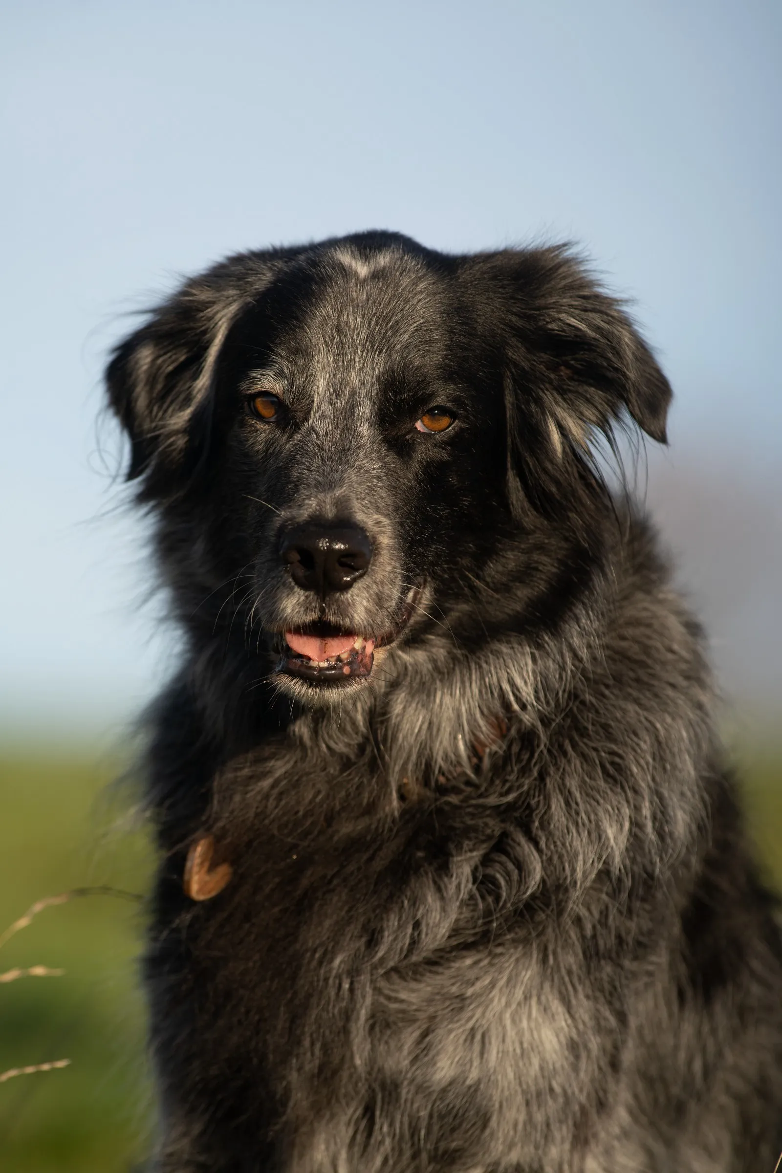 Mischling im Portrait