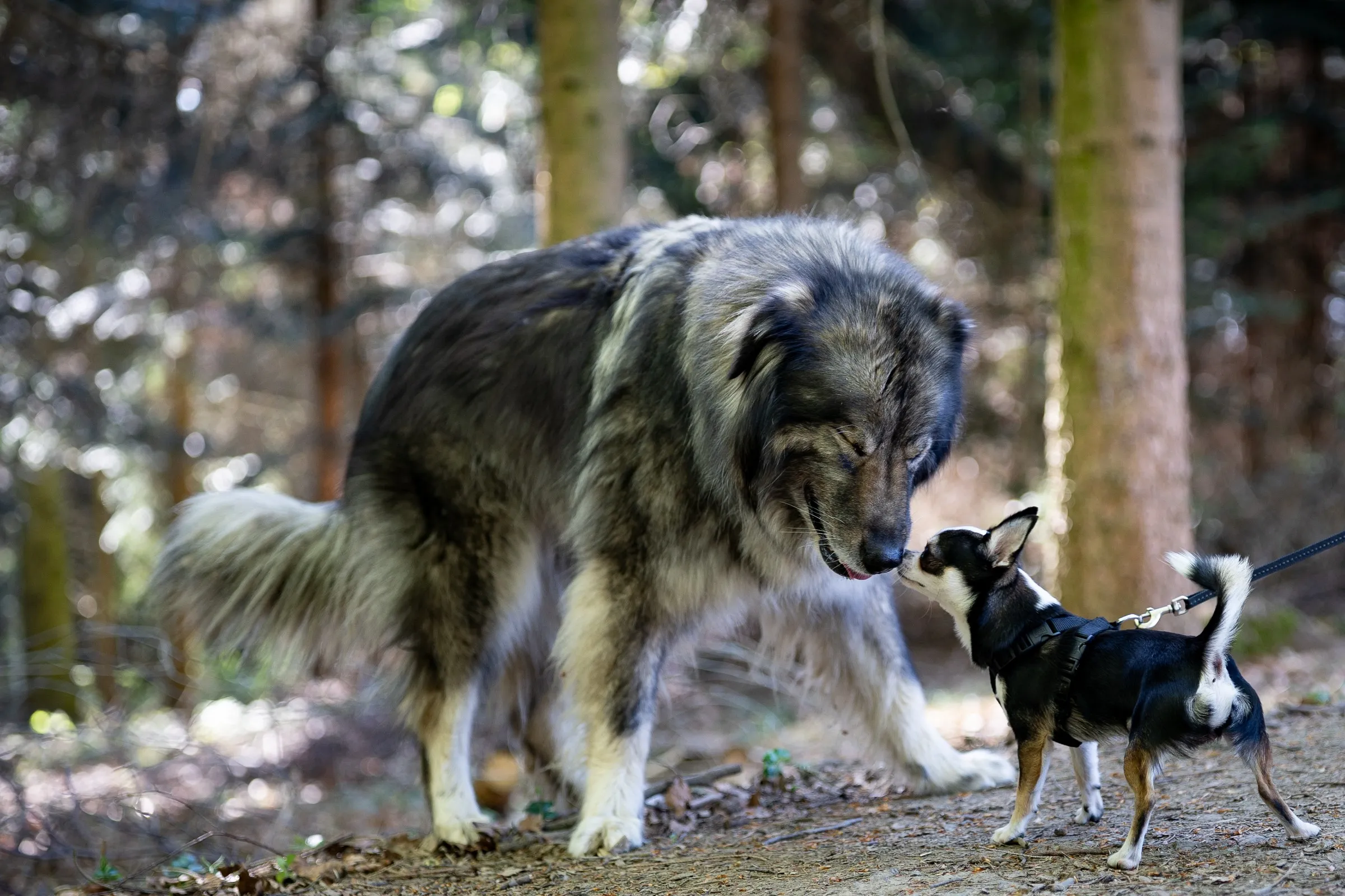 Großer und kleiner Hund zusammen
