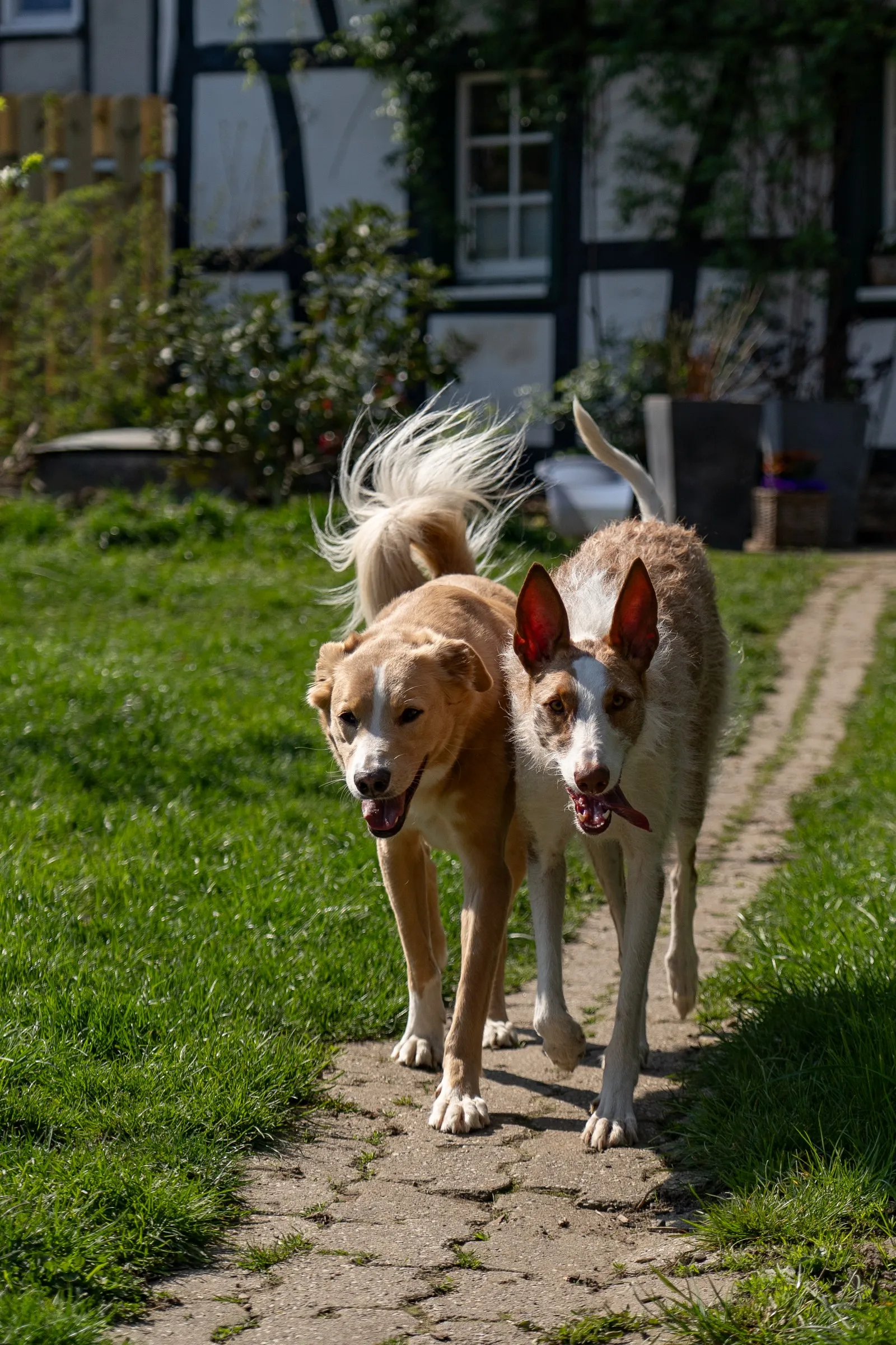 Zwei Podencos vor Fachwerkhaus